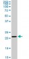 TRAPPC4 Antibody (monoclonal) (M01)